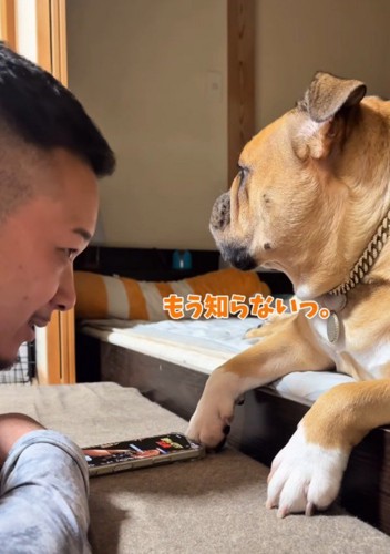 男性から視線を逸らす犬