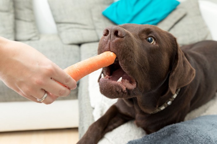 犬ににんじんを与える