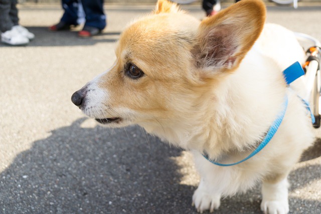 老犬のコーギー