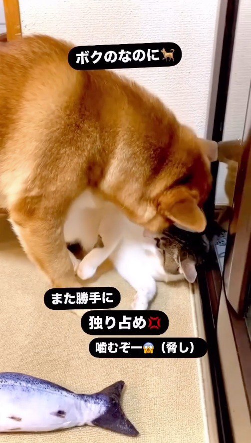 犬に耳を甘噛みされるキジ白猫