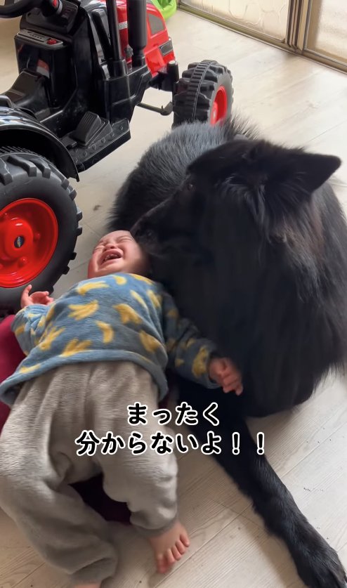 仰向けで泣いている子供の顔を覗き込む犬