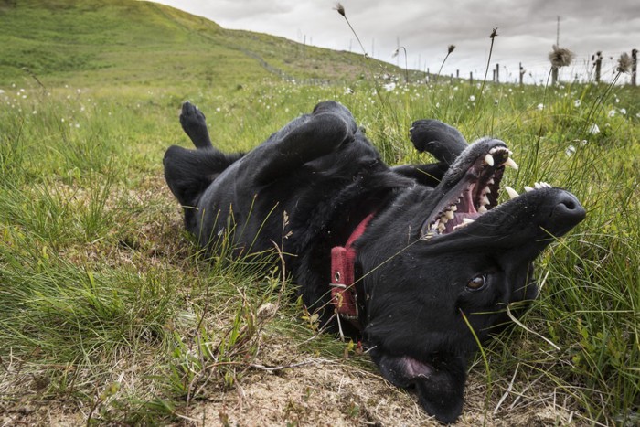 笑顔で寝転ぶ黒い犬