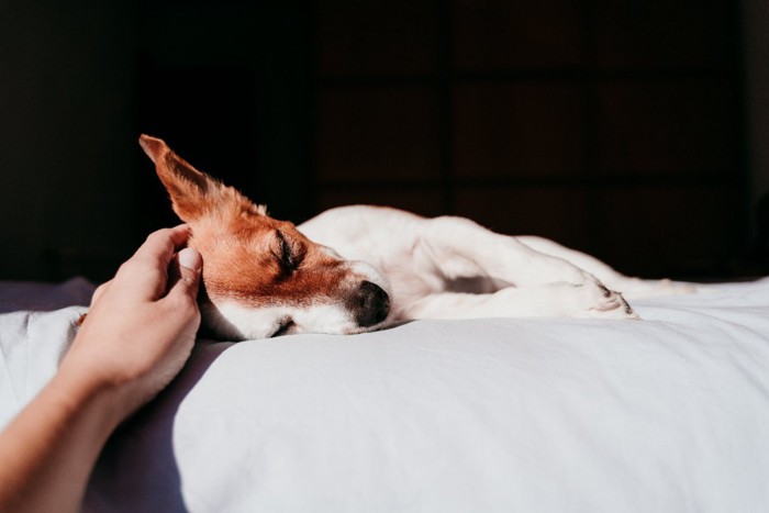 眠る犬に触れる