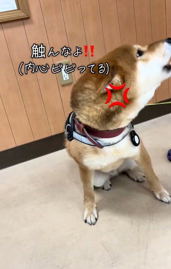 怒るごんちゃん