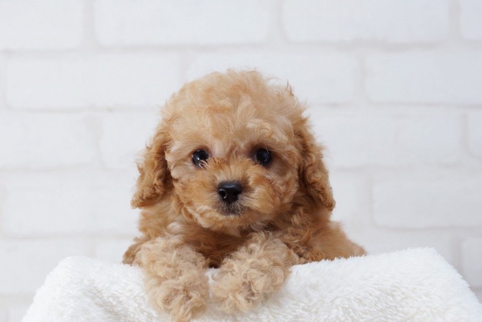 正面を見つめるトイプーの子犬