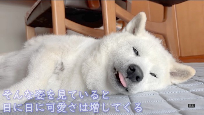 ラグの上に寝そべる犬