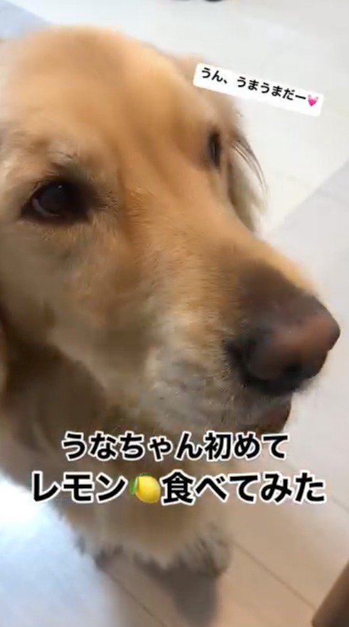 レモンを食べて飼い主を見つめる犬