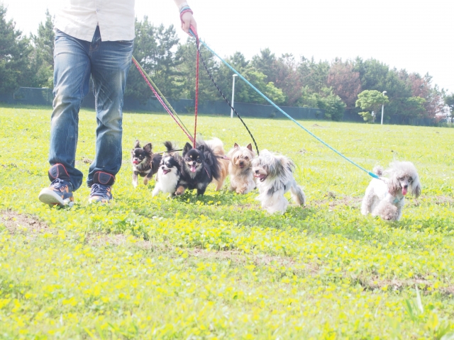 多頭飼いの犬