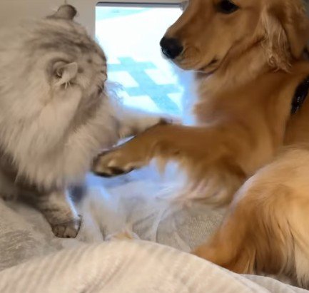 見事な猫パンチを習得！！