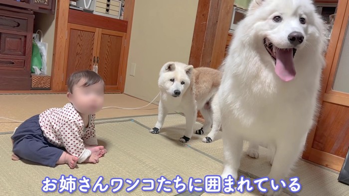 お姉ちゃん犬に囲まれて…