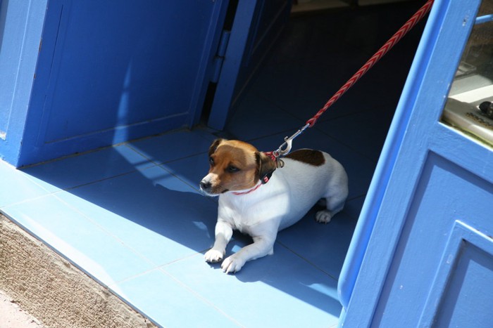 青い建物と犬