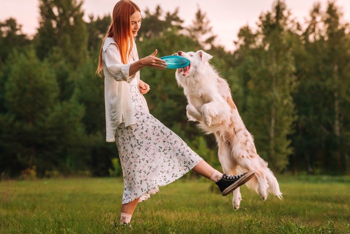 フリスビーで遊ぶ犬と女性