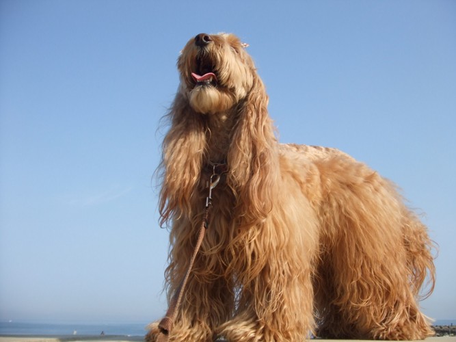 海と青空と愛犬の写真