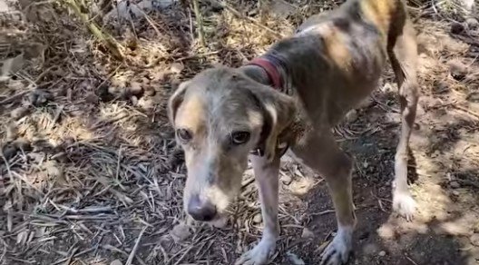 鎖につながれてたたずむ犬