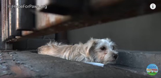 柵の内側に身を寄せる犬