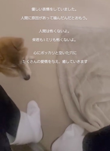 素直についてくる柴犬