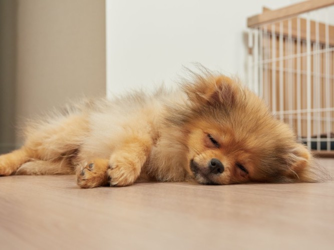 リビングで横になる犬