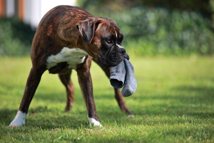 靴下をおもちゃにする犬