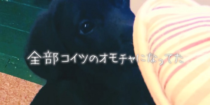 イタズラする子犬