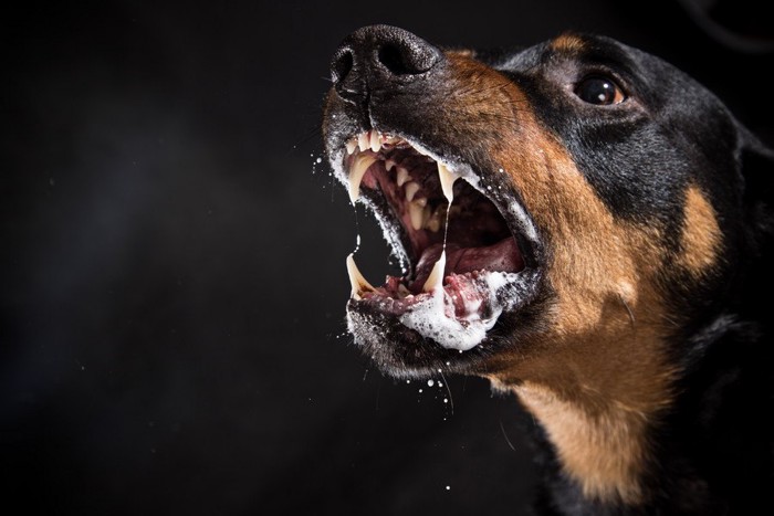 暗闇で吠える犬