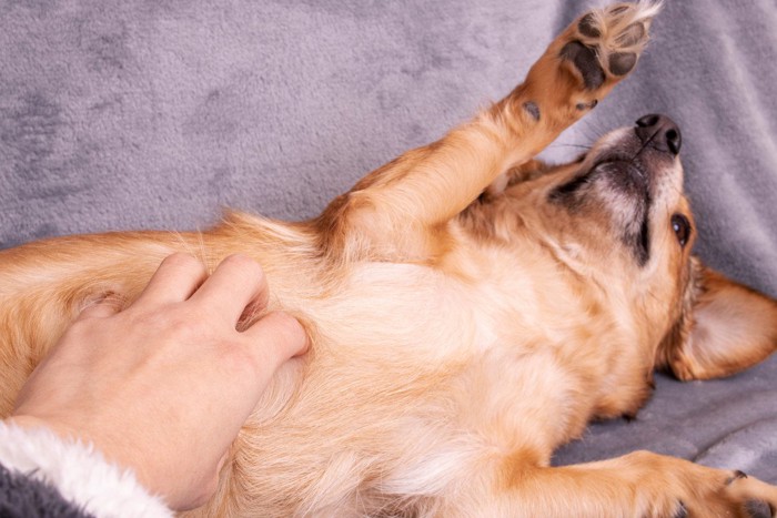 お腹を撫でられる犬