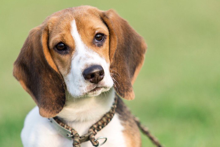 首を傾げるビーグル犬