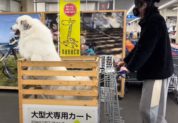 カートを押す人と立ち上がった犬の横姿