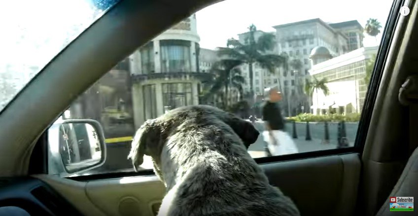 車窓から街を見る犬