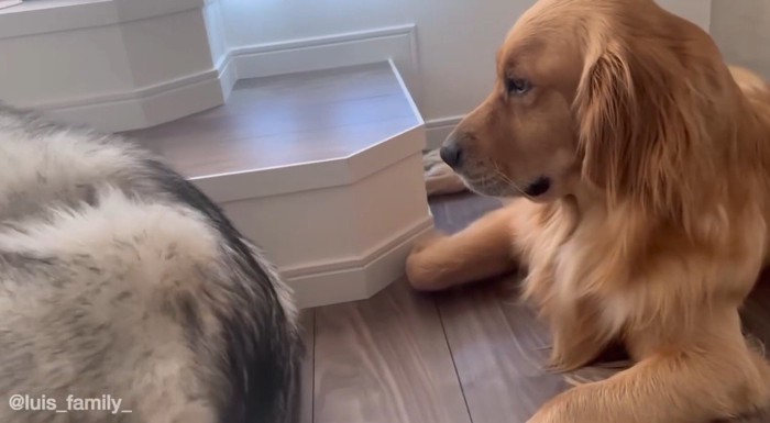 ゴールデンレトリバーから少し離れてくつろぐハスキー犬