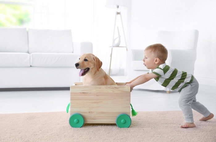 箱に入った犬と押す子供