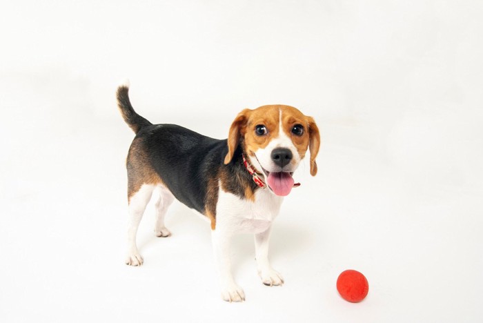 犬用おもちゃと犬