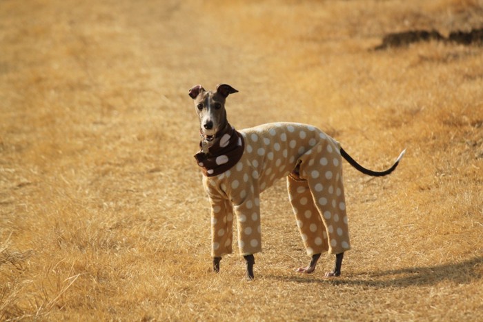 ぴったりサイズの服を着る犬