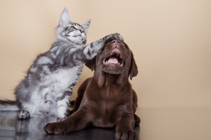 犬に突っ込む猫