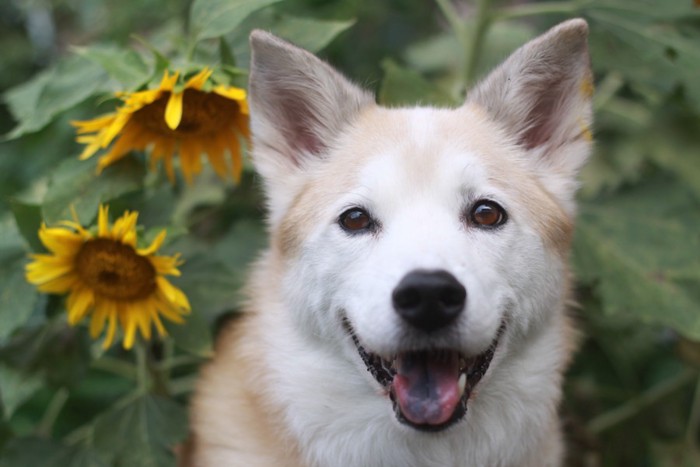 笑顔で見つめる犬とヒマワリ