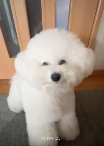 カメラ目線の犬