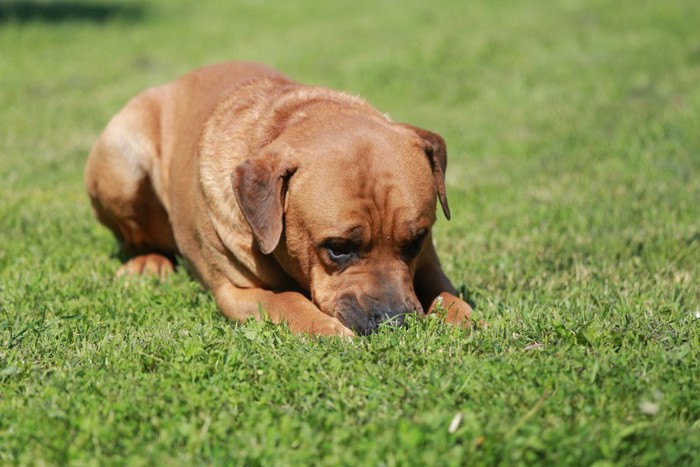 草の匂いを嗅ぐ土佐犬