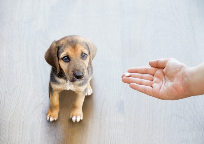 飼い主に錠剤を差し出されている子犬