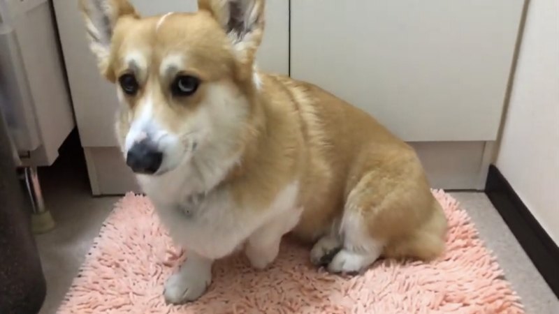 お座りしている犬