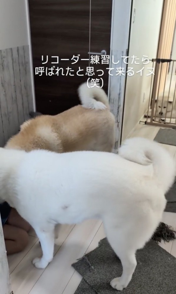 尻尾フリフリ