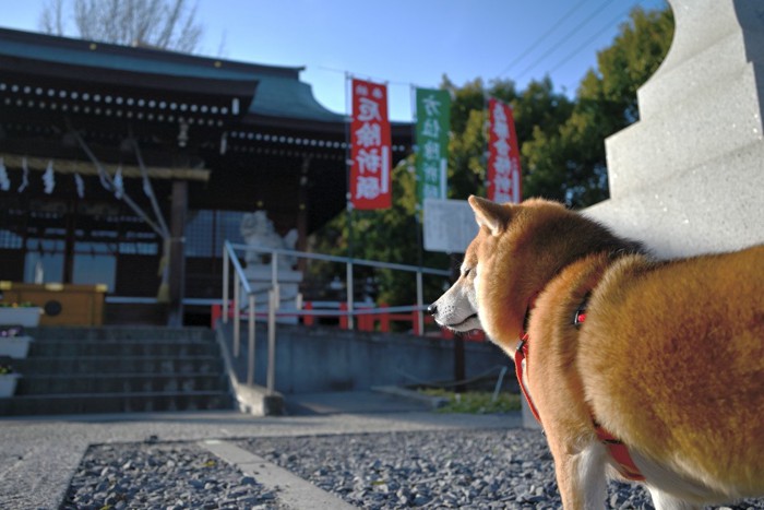 初詣する愛犬