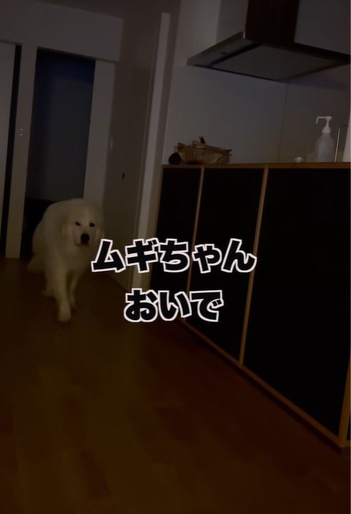 「おいで」と声をかけるパパさん