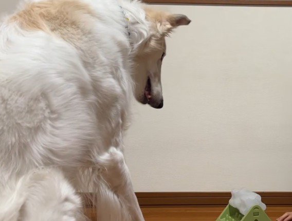 知育玩具を見つめている犬