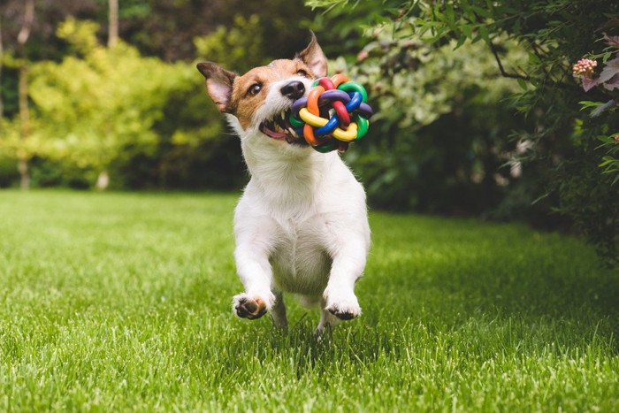 カラフルなおもちゃをくわえて芝生で走る犬