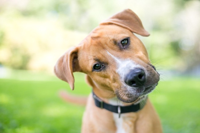 首をかしげる犬