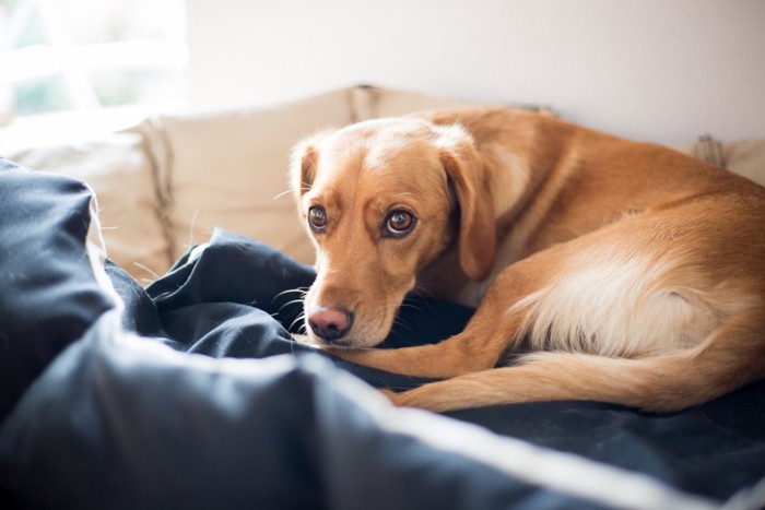 ベッドから静かに見つめる犬