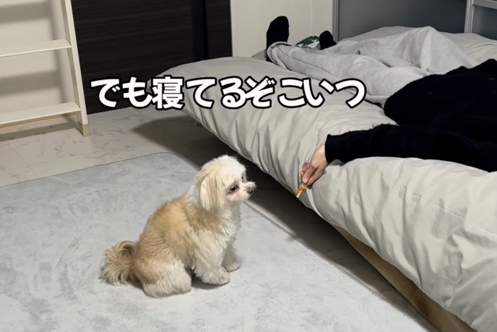 お座りする犬