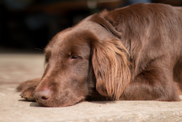 床に伏せて眠るフラットコーテッド・レトリーバー
