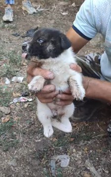 救出された子犬