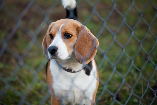 ハリアー犬の子犬