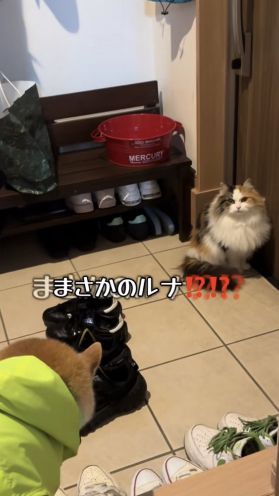 玄関ドアの前に座って散歩待機をする猫